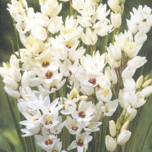 Buy Ixia 'Giant' Bulbs online UK