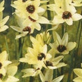 Buy Ixia 'Hogarth' Bulbs online UK