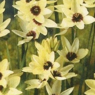 Buy Ixia 'Hogarth' Bulbs online UK
