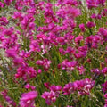 Buy Ixia 'Mabel' Bulbs online UK