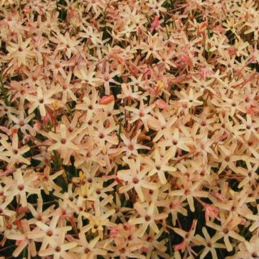 Buy Ixia paniculata 'Eos' Bulbs online UK