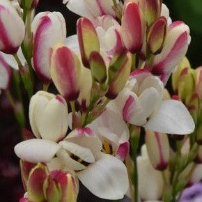 Buy Ixia 'Spotlight' Bulbs online UK
