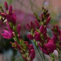 Buy Ixia 'Venus' Bulbs online UK