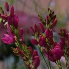 Buy Ixia 'Venus' Bulbs online UK