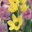Buy Ixia 'Yellow Emperor' Bulbs online UK
