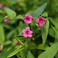 Buy Jasminum beesianum (Red Jasmine) online UK