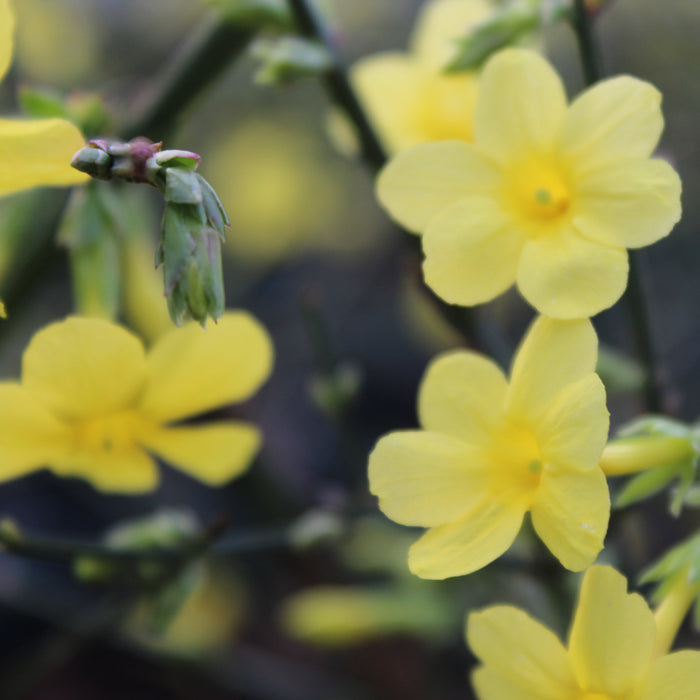 Buy Jasminum nudiflorum (Winter Jasmine) online UK