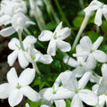 Buy Jasminum officinale 'Affine' online UK