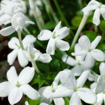 Buy Jasminum officinale 'Affine' online UK