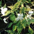 Buy Jasminum officinale 'Aureovariegatum' online UK
