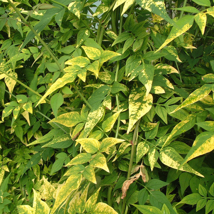 Buy Jasminum officinale 'Aureovariegatum' online UK