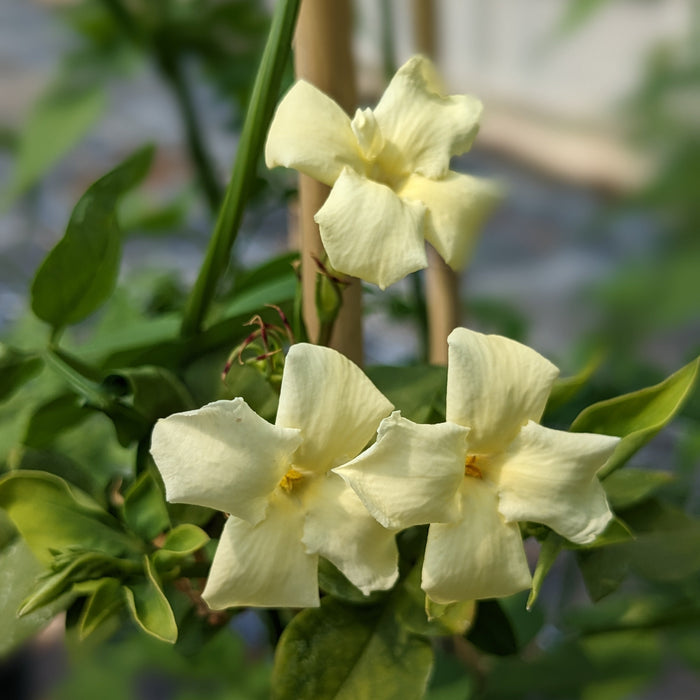 Buy Jasminum officinale 'Clotted Cream' online UK