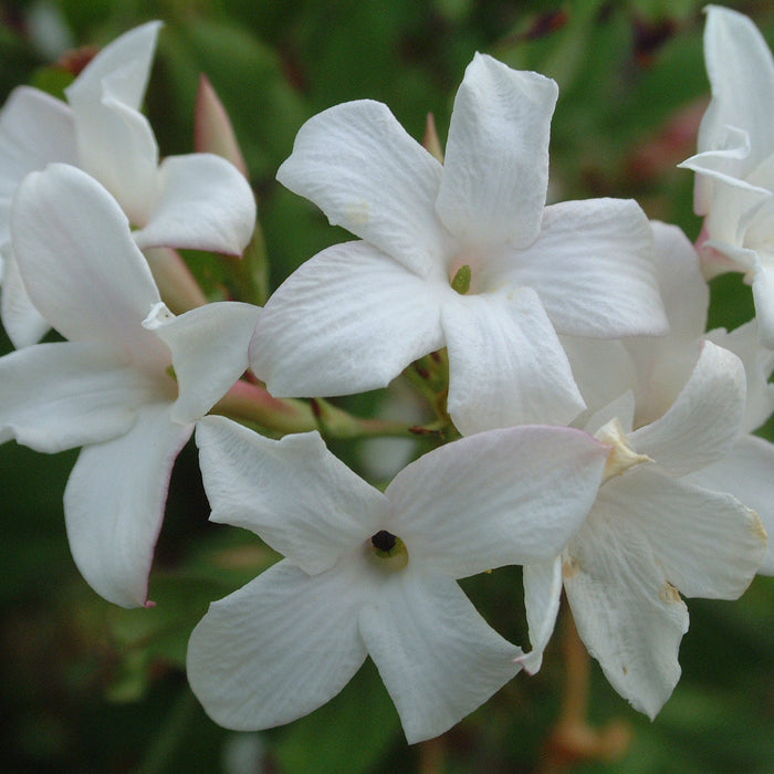 Buy Jasminum officinale (Common Jasmine) online UK