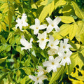Buy Jasminum officinale 'Fiona Sunrise' online UK