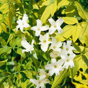 Buy Jasminum officinale 'Fiona Sunrise' online UK