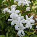 Buy Jasminum officinale 'Inverleith' online UK