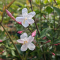Buy Jasminum polyanthum (Many-flowered Jasmine) online UK