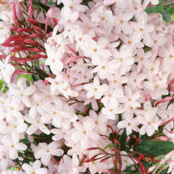 Buy Jasminum polyanthum (Many-flowered Jasmine) online UK