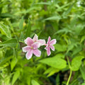 Buy Jasminum 'Starry Starry Summer Scent' online UK