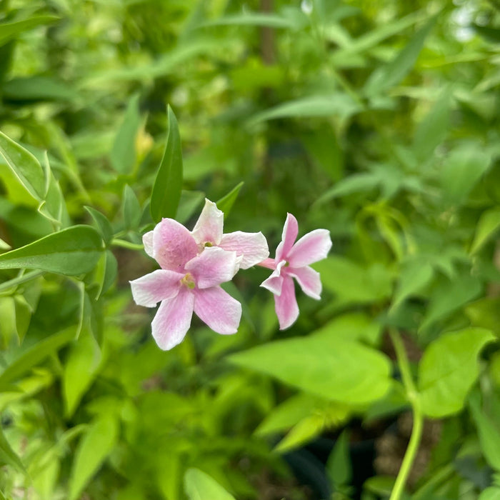 Buy Jasminum 'Starry Starry Summer Scent' online UK