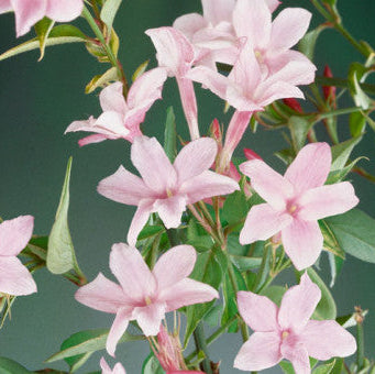 Buy Jasminum x stephanense (Stephan Jasmine) online UK
