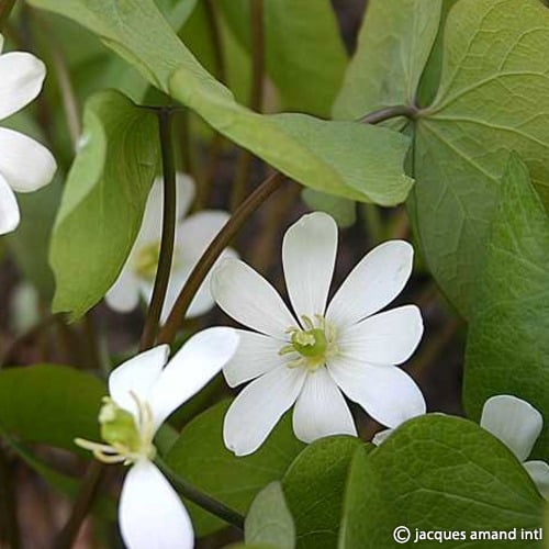 Buy Jeffersonia diphylla (Rheumatism Root) Bulbs online UK