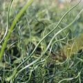 Buy Juncus effusus f. spiralis (Corkscrew Rush) online UK