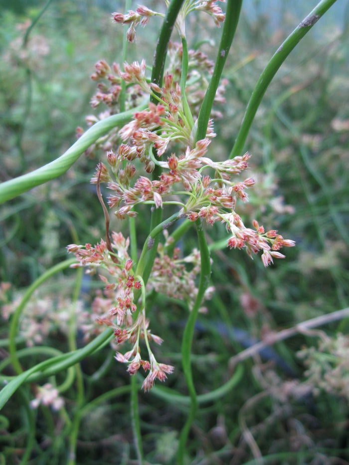 Buy Juncus effusus f. spiralis (Corkscrew Rush) online UK