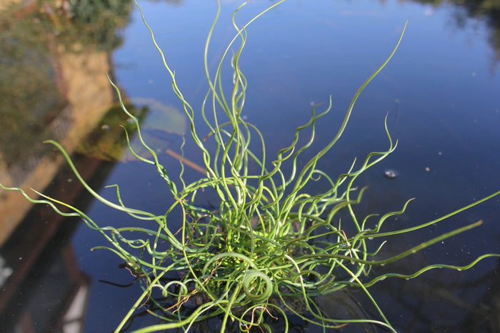 Buy Juncus effusus f. spiralis (Corkscrew Rush) online UK