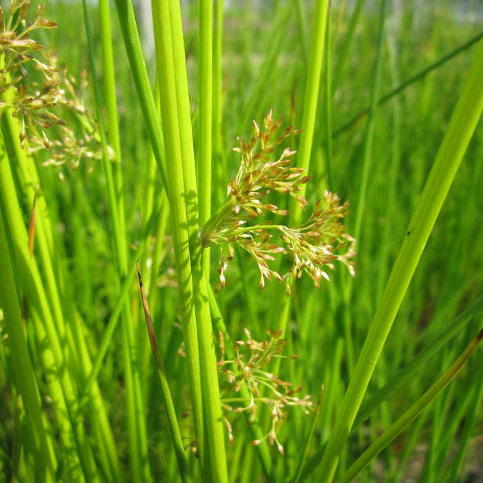 Buy Juncus effusus (Soft Rush) online UK