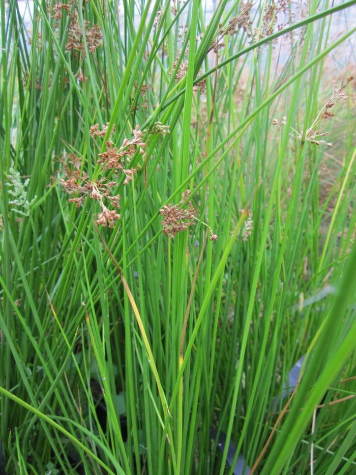 Buy Juncus effusus (Soft Rush) online UK