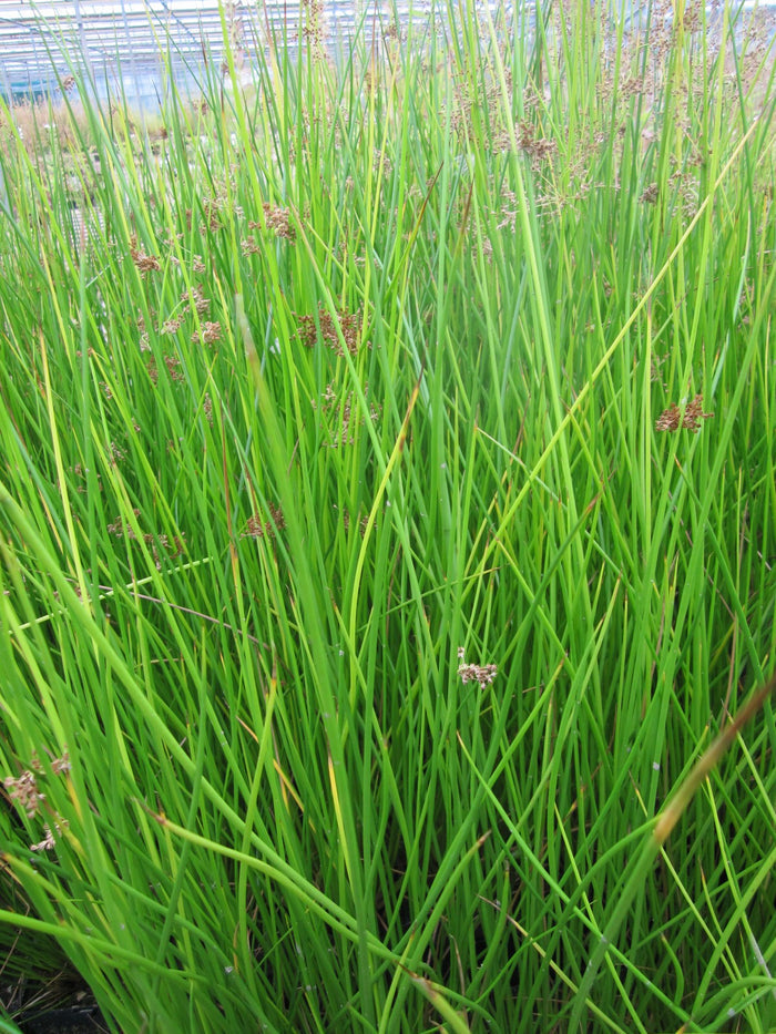 Buy Juncus effusus (Soft Rush) online UK