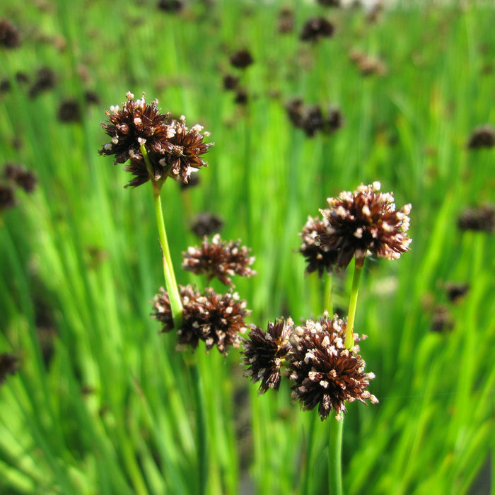 Buy Juncus ensifolius (Flying Hedgehogs) online UK