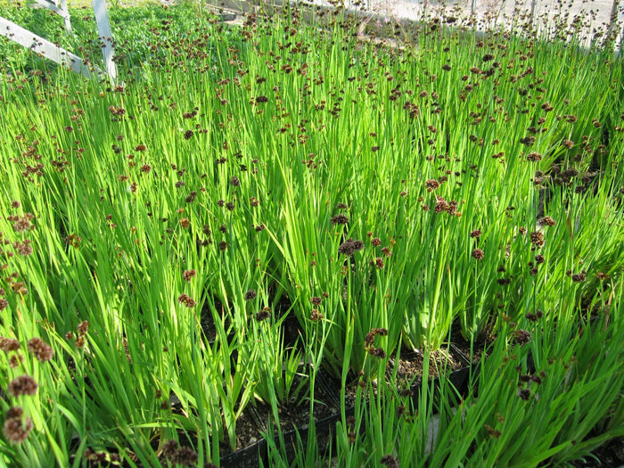 Buy Juncus ensifolius (Flying Hedgehogs) online UK
