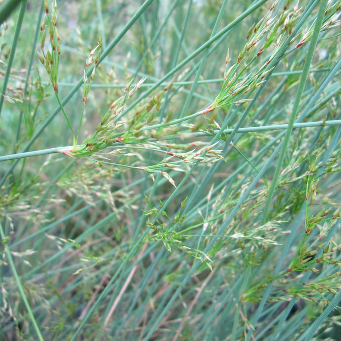 Buy Juncus inflexus (Hard Rush) online UK