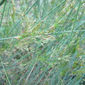 Buy Juncus inflexus (Hard Rush) online UK
