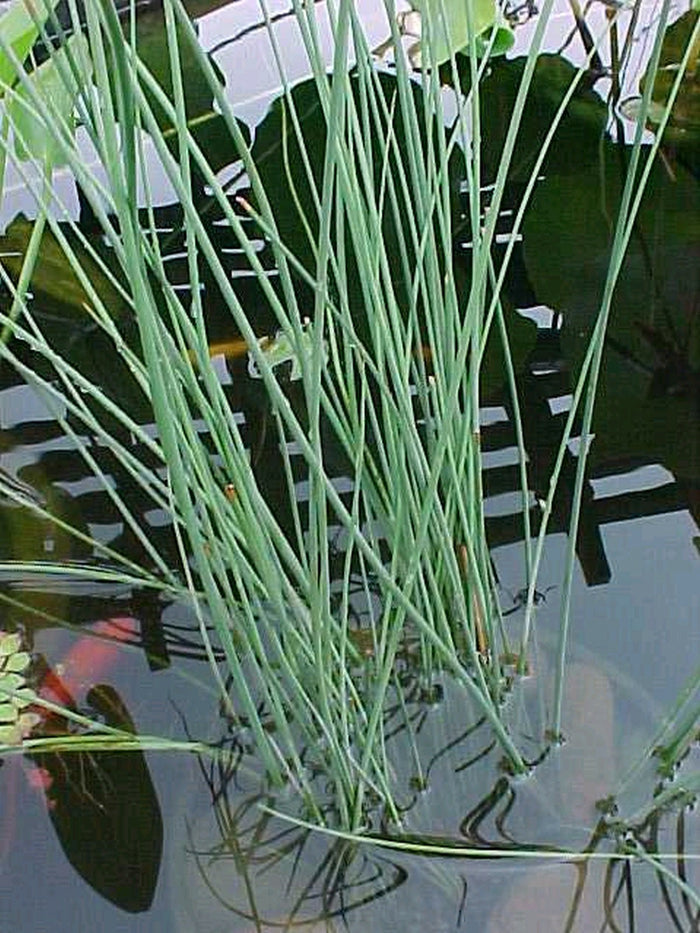 Buy Juncus inflexus (Hard Rush) online UK