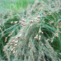 Buy Juncus maritimus (Sea Rush) online UK