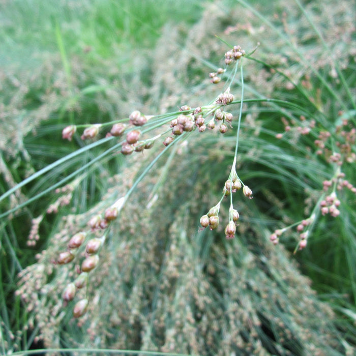 Buy Juncus maritimus (Sea Rush) online UK