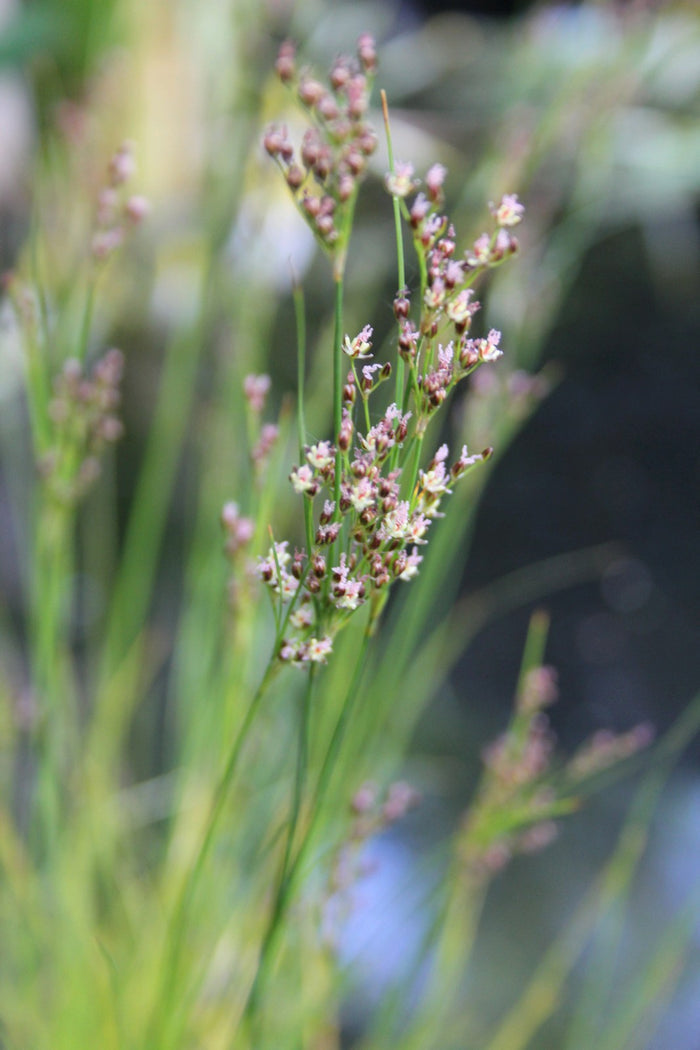 Buy Juncus maritimus (Sea Rush) online UK