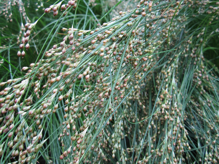 Buy Juncus maritimus (Sea Rush) online UK