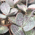 Buy Kalanchoe humilis 'Zebra' online UK