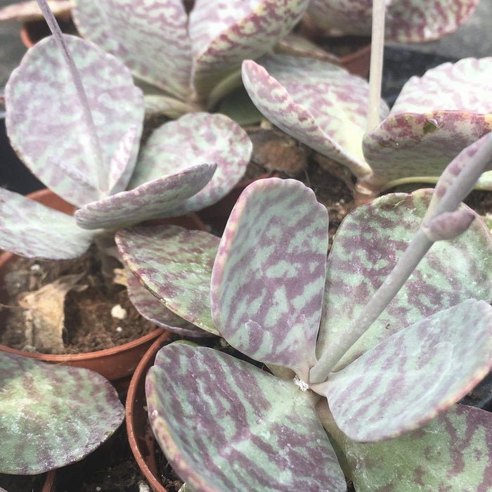 Buy Kalanchoe humilis 'Zebra' online UK