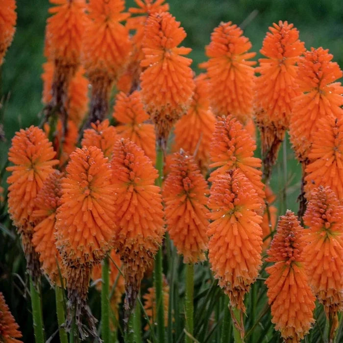 Buy Kniphofia 'Orange Blaze' (Pyromania Series) online UK