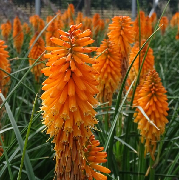 Buy Kniphofia 'Orange Blaze' (Pyromania Series) online UK