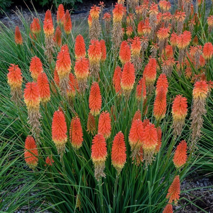 Buy Kniphofia uvaria 'Backdraft' (Pyromania Series) online UK