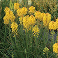 Buy Kniphofia uvaria 'Banana Popsicle' online UK