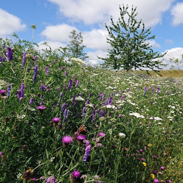 Landscape 34 Wildflower Turf
