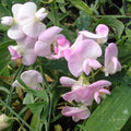 Lathyrus latifolius (Broad-leaved Everlasting Pea) - Pink with pink white petals
