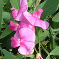 Lathyrus latifolius (Broad-leaved Everlasting Pea) - Red with red pink petals